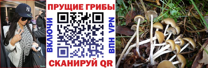 МЕГА вход  Черняховск  Псилоцибиновые грибы Psilocybe  купить  цена 